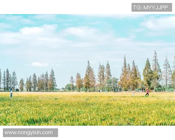 杨强独家分享篮球心得与技巧助你提升球技的全面指南